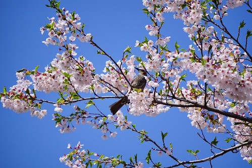 birds 桜 sakura 鳥