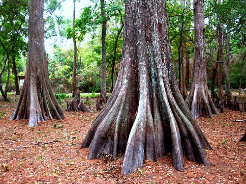 roots baldcypress sumpfzypresse swampcypress taxodiumdistichum cyprèschauve cipréscalvo southerncypress kahlezypresse ciprestecalvo