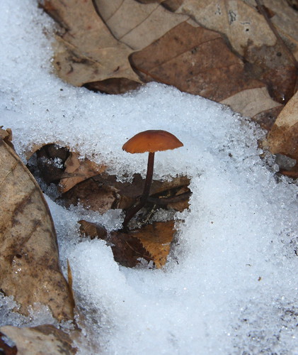 Snow Fungi