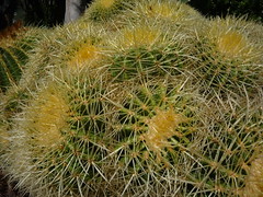 Cactus erizo