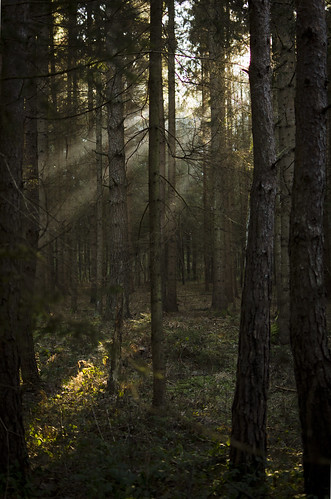trees winter sunlight snow grass misty forest austria foggy kärnten haunted dreamy raysoflight