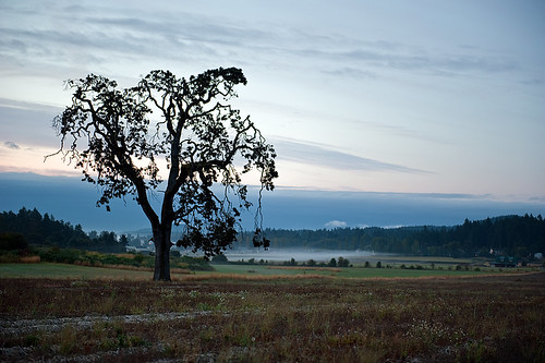 trees canada tree field leaves sunrise landscape nikon day branch bc cloudy branches land firstnation daybreak saanichton d700 mtnewtoncrossroad ilobsterit