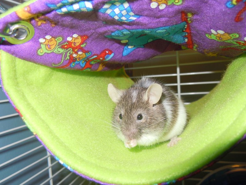 Pinto&#039;s Mouse Hammock!