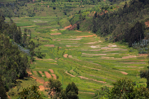 africa rwanda peaceonearthorg gingkogoro
