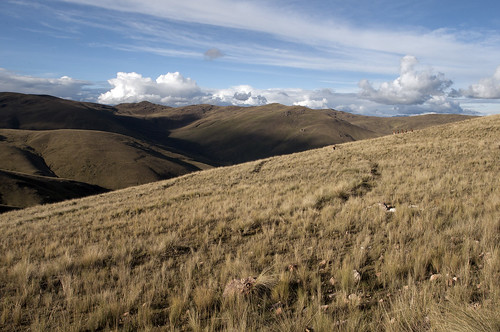 fauna perù provincia paesaggi ayacucho puna vigogne