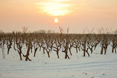 sunset snow landscape vineyard wine neige hdr vinestock layon