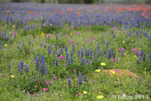 flowers spring texas sandy wildflowers bluebonnets adkins bexarcounty loop1604