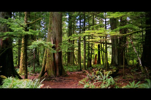 oldgrowthforest trees canada vancouverisland canoneosrebelk2 fujireala100 green letterbox film scanned scan britishcolumbia negative macmillanprovincialpark cathedralgrove douglasfir