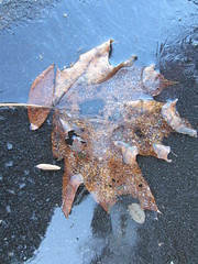 frozen leaf