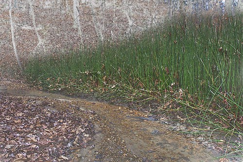 winter plants landscape spring stream missouri rush 2011 lbnature