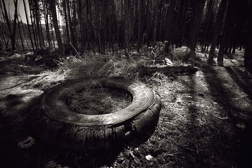 trees shadow canada tree nature forest mono garbage nikon shadows bc tire selfish discarded mothernature tyre greed mankind d90 plight scurge crowsnesthighway dumbestoftheapes ilobsterit