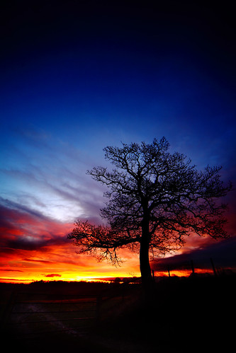 blue winter sky tree silhouette sunrise bare