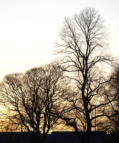 trees sunset silhouette dusk cumbria carlisle bittspark