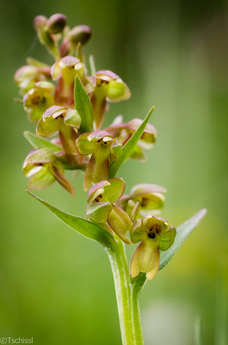 flowers orchid austria österreich pflanzen blumen location steiermark dactylorhiza orchideen leobenumgebung