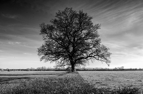trees sky blackandwhite monochrome clouds landscapes countryside fields oxfordshire oaktrees otmoor smcpda1650mmf28edalifsdm pentaxart pentaxk5