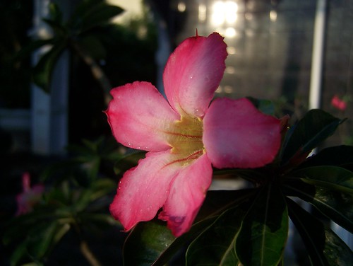 morning pink red flower nature beautiful sunrise kodak weekend jepang kamboja adenium z650 kambojajepang merahmuda