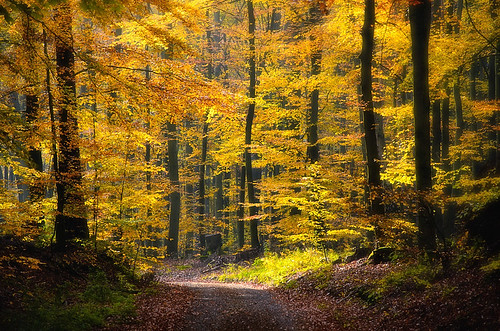 autumn light fall colors forest licht october wald brandenburg dietrichbojko dietrichbojkophotographie