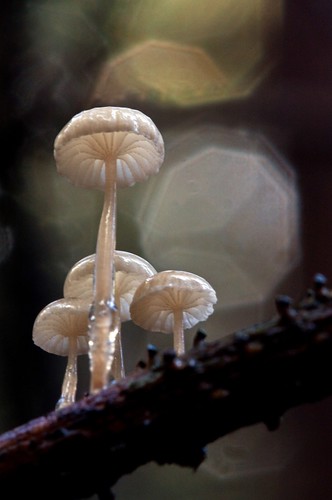 Fungi on a Twig