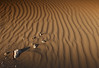 Kuwait - Sand Ripples