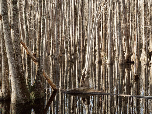swamp lowcountry largeformatphotography scanningback