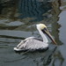 Pelican in the St. Marks River