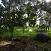 touring the grounds   orange & other citrus trees under the zip line and geodesic treehouse    MG 8036
