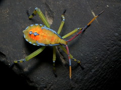 Colorful heteroptera nymph