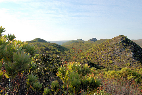 Fynbos景觀。作者：Joachim Huber，取自：https://www.flickr.com/photos/sara_joachim/3186649235/，本圖符合CC授權。