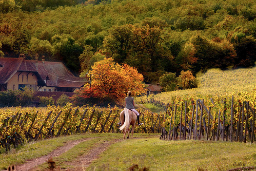 france winery vineyards alsace fra elsas hautrhin collinkey hartmanswiller lechâteaudollwiller