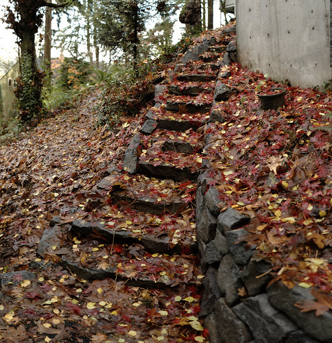 new stone path, with autumn leaves