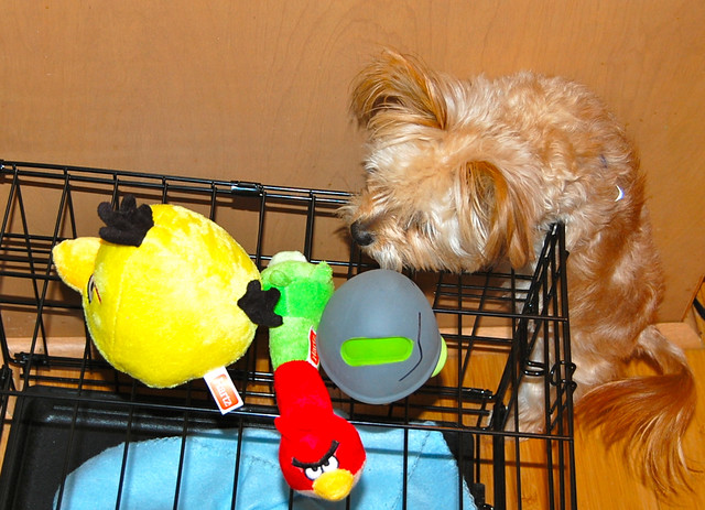 Loving his new Angry Birds dog toys