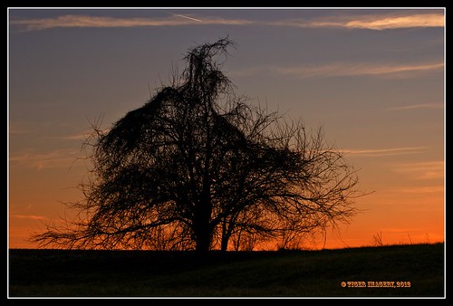 trees tree rural illinois nikon silhouettes sunsets flickrduel nikond7000
