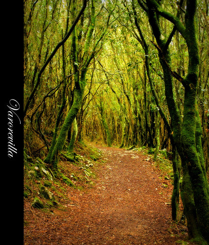 camino bosque cantabria santoña buciero