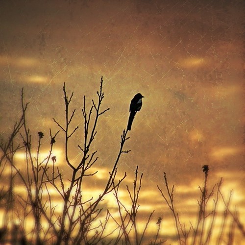 sunset sun tree bird sunrise sundown magpie vogel elster shorticus3652012