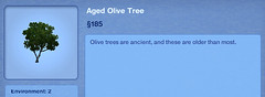 Aged Olive Tree