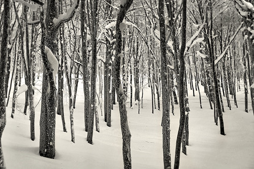 snow tree alberi neve bosco
