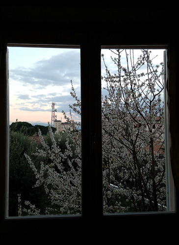 sky tree window evening view almond