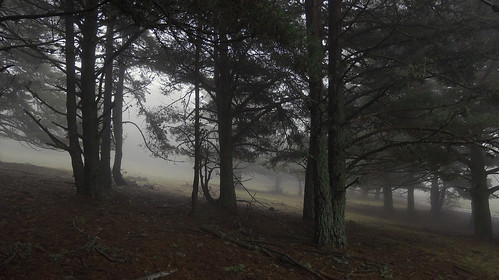 fog forest landscape arbol lumix country paisaje panasonic bosque campo niebla tarde lx5 rafaelcatering