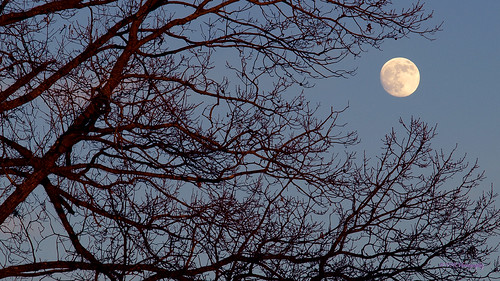 autumn sky moon tree silhouette night evening twilight tn sundown dusk tennessee bare branches silhouettes fullmoon moonrise lunar moonphases nightfall montgomerycounty moonphase lunarphases ftcampbell lunarphase selenelion eclipseinformation lunareclipseinformation december10lunareclipseinformation