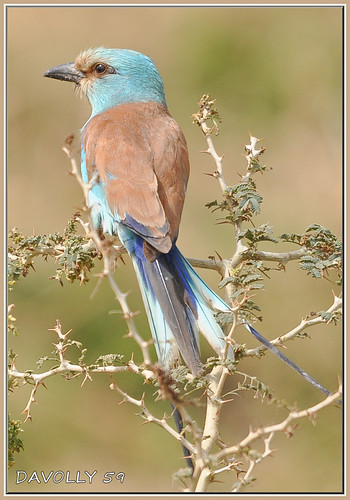 ngc npc westafrica gambia thegambia kotu birdsofthegambia