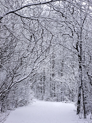 winter snow landscape montreal wonderland christmaseve mariannaarmata