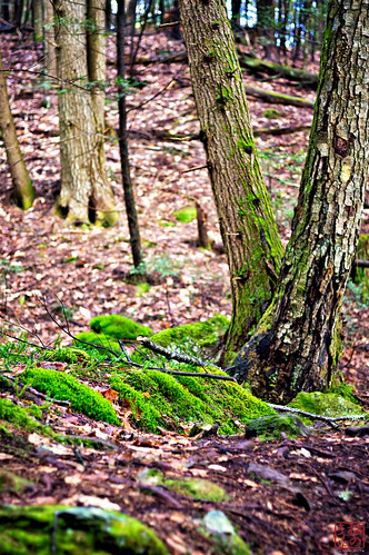fern moss walk lichen tullytrail winter2011 zeiss45