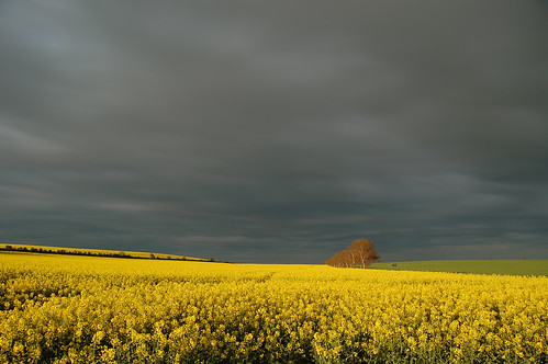 flowers cloud nature field yellow d50 nikon czech rape tomas oilseed landspace vokalek