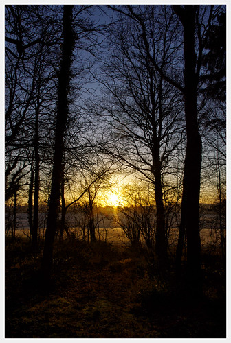 trees winter sunrise wiltshire silhoutte calne bowood