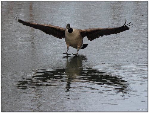 reflection bird nature canon eos rebel kiss wildlife goose landing canadiangoose t3 x50 1100d