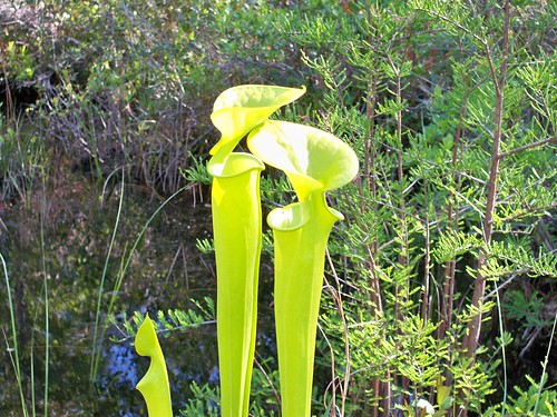wild plant fly northcarolina trap flytrap pictureplant gamelands