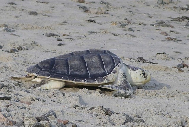 kemps ridley sea turtle