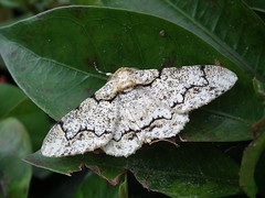 Moth with a Fringe on Top