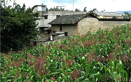 Ecuador corn