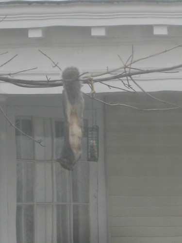 2011 11 28 Squirrel 012